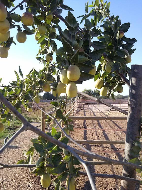 Masseria Sucea Martano Dış mekan fotoğraf